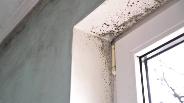 Best Office Mold Removal Services  in Siler City, NC