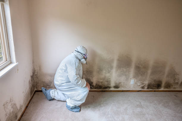 Siler City, NC Mold Removal Company