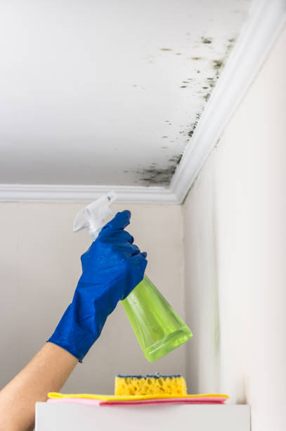 Best Fast Mold Removal  in Siler City, NC
